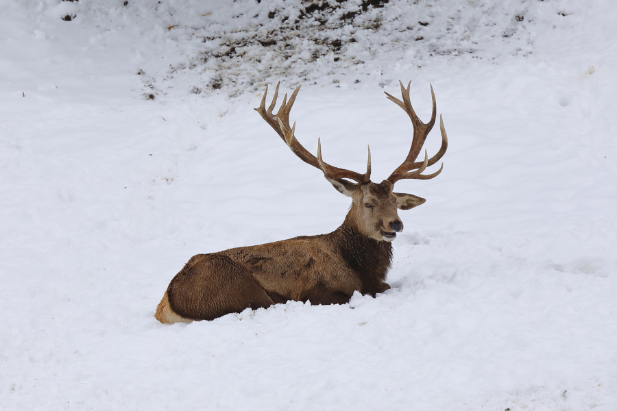 Wildlife spotten