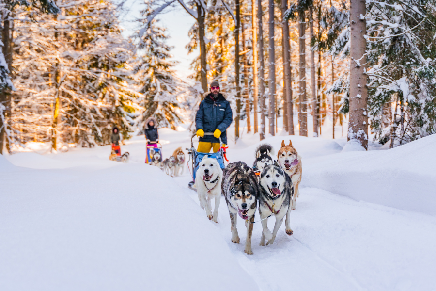 Huskytocht tijdens wintersport in Oostenrijk