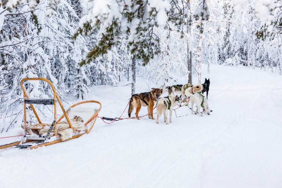 Huskytocht in Arctic Lakeland, Fins Lapland