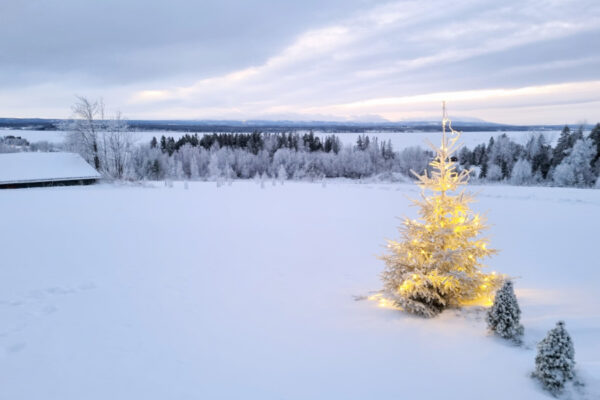 Een verlaten kerstboom in het landschap van Orrviken.