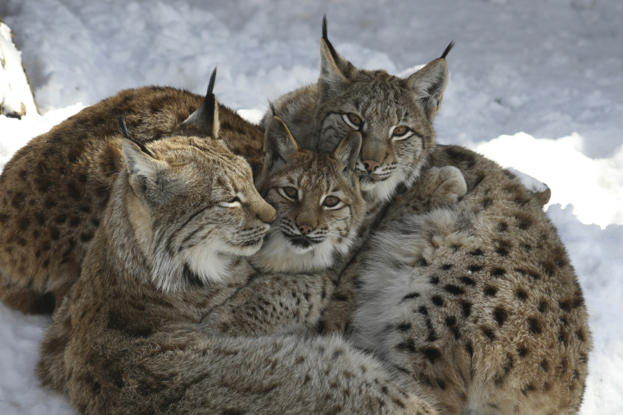 Alpenzoo Innsbruck