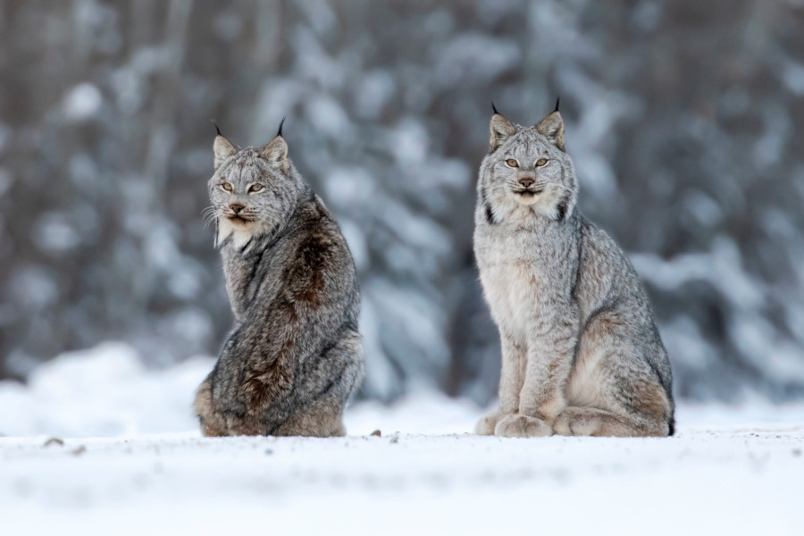 Onderweg kun je wildlife tegenkomen © Travel Alberta | Nick Parayko