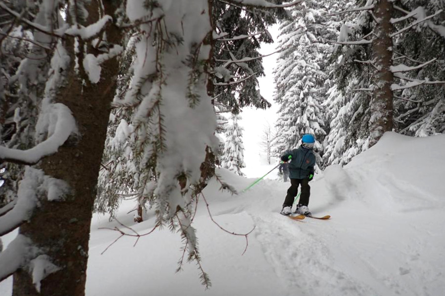 Bospaadjes in skigebied Dachstein-West.