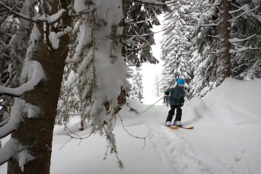 Bospaadjes in skigebied Dachstein-West.