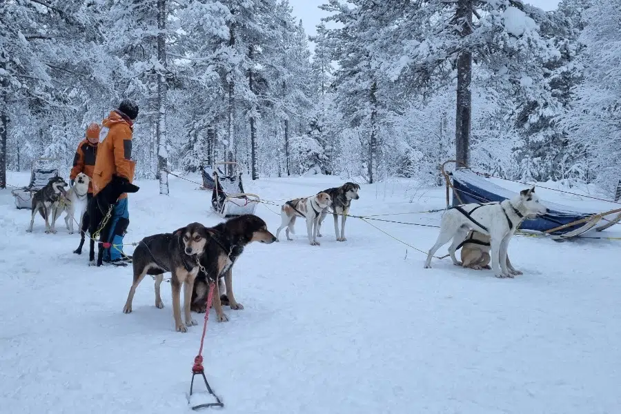 Hondensleetocht Sälen
