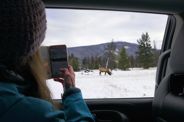 wildlife spotten in Jasper