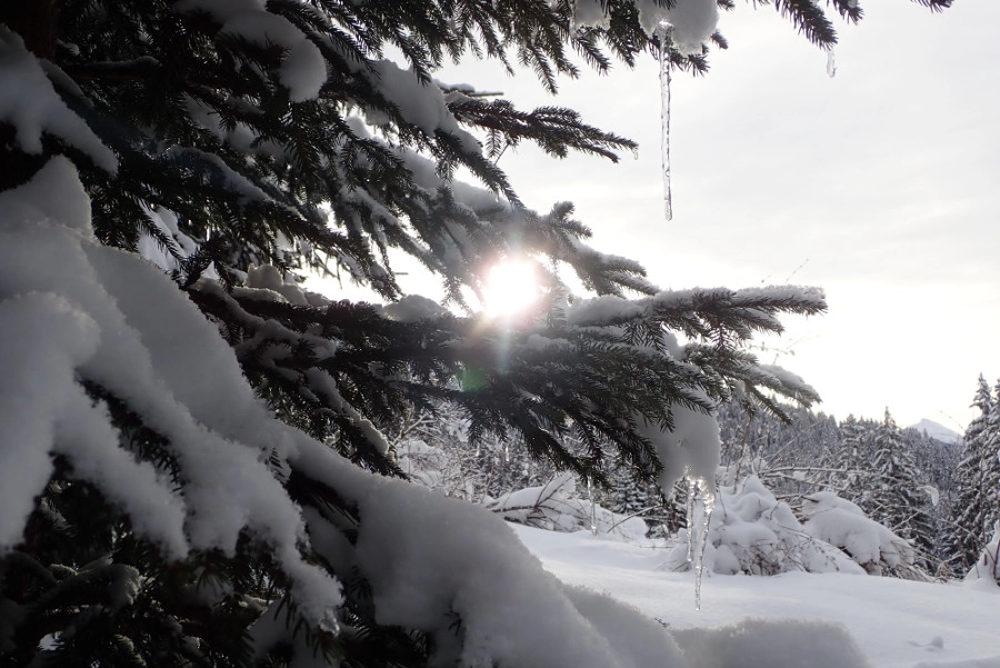 ijspegel op met sneeuw bedekte boom in de winter