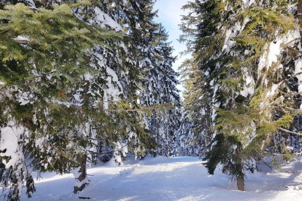 zwanger op wintersport? Ga winterwandelen