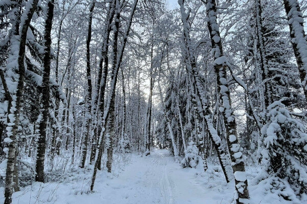 Winterwonderland veel sneeuw op bomen